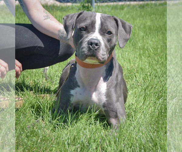 Medium Photo #5 American Bulldog-American Staffordshire Terrier Mix Puppy For Sale in Huntley, IL, USA