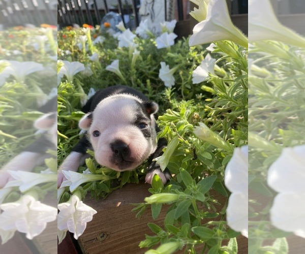 Medium Photo #2 Boston Terrier Puppy For Sale in FREDONIA, KS, USA