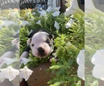 Small #1 Boston Terrier