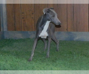 Father of the Italian Greyhound puppies born on 03/03/2021