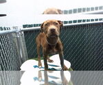 Small American Pit Bull Terrier