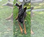 Small Photo #2 Mutt Puppy For Sale in Riverside, CA, USA
