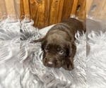 Small #15 Labrador Retriever