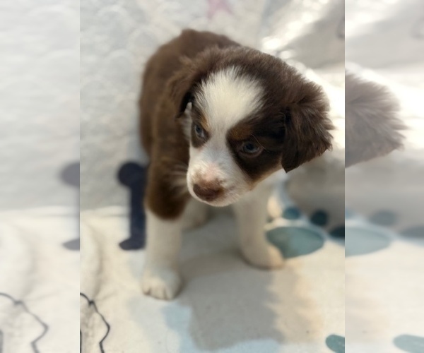 Medium Photo #2 Australian Shepherd Puppy For Sale in WEBSTER, FL, USA