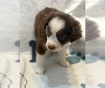Small #1 Australian Shepherd