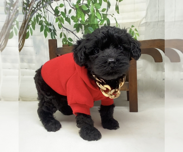 Medium Photo #2 Yorkipoo Puppy For Sale in SELLERSBURG, IN, USA