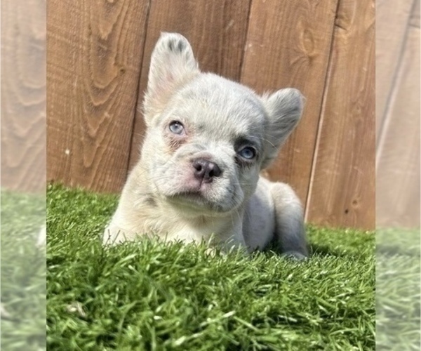 Medium Photo #36 French Bulldog Puppy For Sale in RALEIGH, NC, USA