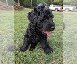 Small Photo #2 Double Doodle Puppy For Sale in VALDESE, NC, USA