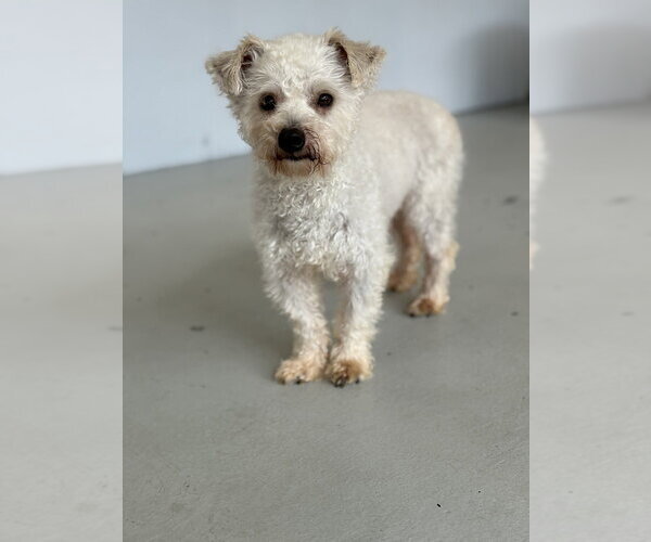 Medium Photo #3 Poodle (Miniature) Puppy For Sale in Studio City, CA, USA