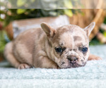 Small #3 French Bulldog