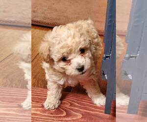 Poodle (Toy) Puppy for sale in OLATHE, KS, USA