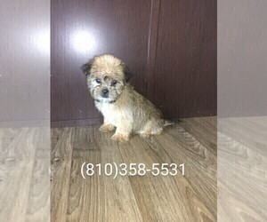Shorkie Tzu Puppy for sale in LAPEER, MI, USA