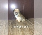 Small Photo #1 Shorkie Tzu Puppy For Sale in LAPEER, MI, USA