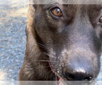 Small #3 German Shepherd Dog Mix