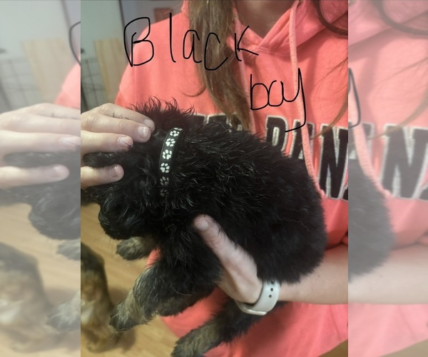 Medium Photo #10 German Shepherd Dog Puppy For Sale in RUSTBURG, VA, USA