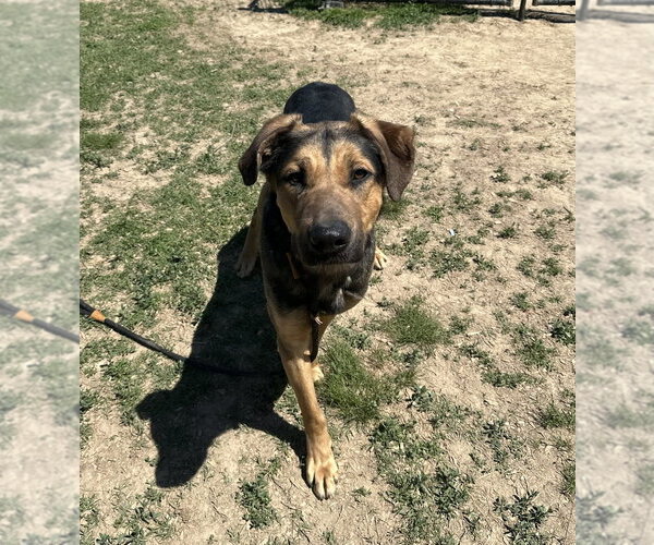 Medium Photo #9 Rottweiler-Siberian Husky Mix Puppy For Sale in Evansville, IN, USA