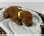 Small Photo #29 Goldendoodle Puppy For Sale in ABILENE, TX, USA