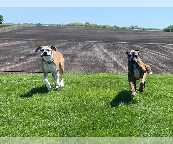 Medium Photo #4 Boxer Puppy For Sale in Burnsville, MN, USA
