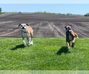 Tyson - ADOPTION PENDING!! - Male Boxer Dog for Adoption - Photo #4