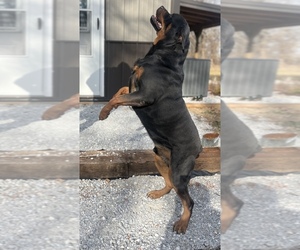 Father of the Rottweiler puppies born on 03/30/2025