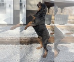 Small Photo #1 Rottweiler Puppy For Sale in GRANBY, MO, USA