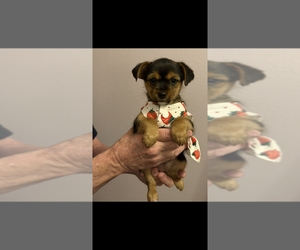Yorkshire Terrier Puppy for sale in LAS VEGAS, NV, USA