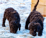 Small Photo #42 Spanish Water Dog Puppy For Sale in SIMLA, CO, USA