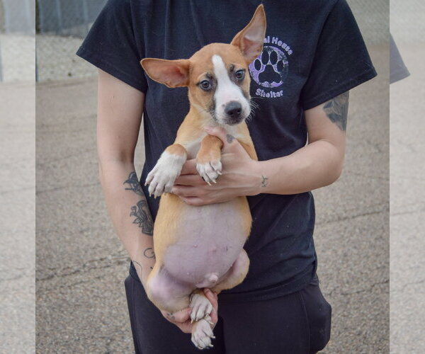 Medium Photo #4 Boxer-Bull Terrier Mix Puppy For Sale in Huntley, IL, USA