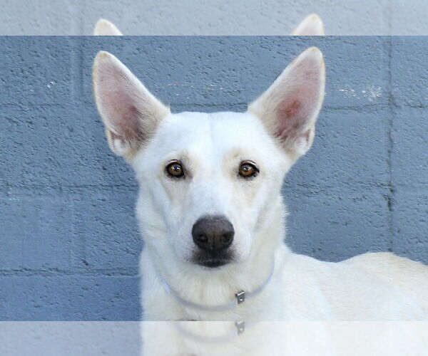 Medium Photo #1 Siberian Husky-Unknown Mix Puppy For Sale in Pasadena, CA, USA