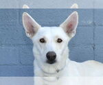 Small Siberian Husky Mix
