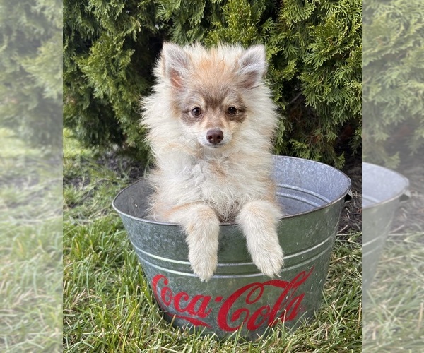 Medium Photo #2 Pomeranian Puppy For Sale in MIDDLEBURY, IN, USA