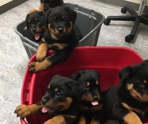 Rottweiler Puppy for sale in NEW CASTLE, PA, USA