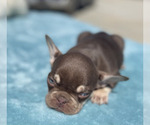 Small #46 French Bulldog