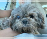 Small #2 Shih Tzu