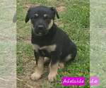 Small #3 Australian Shepherd Mix
