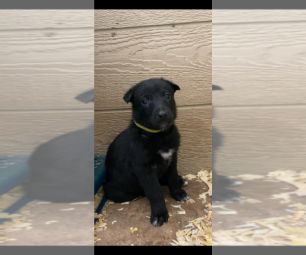 Medium Photo #2 Belgian Malinois Puppy For Sale in PALMHURST, TX, USA