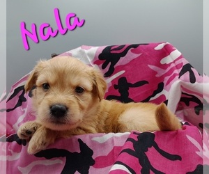 Golden Retriever-Goldendoodle Mix Puppy for sale in MILLVILLE, MN, USA