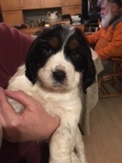 English Springer Spaniel Puppy for sale in YOUNG AMERICA, MN, USA