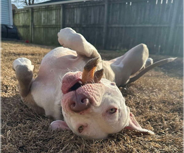Medium Photo #8 American Pit Bull Terrier-Unknown Mix Puppy For Sale in Germantown, OH, USA