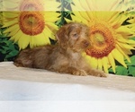 Colt - Male Yorkiepoo mix (+ Poodle Toy) Puppy for Sale - Photo #16