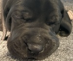 Small Photo #14 Great Dane Puppy For Sale in Elroy, WI, USA