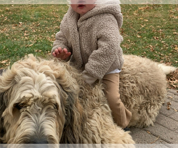 Medium Photo #5 Bernedoodle Puppy For Sale in HAYTI, SD, USA