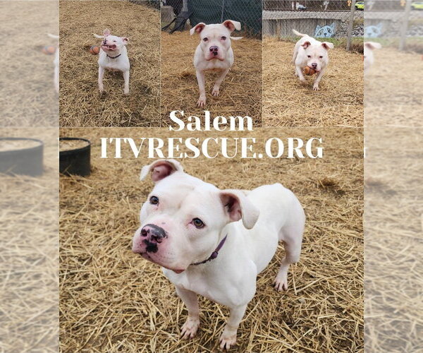 Medium Photo #22 American Pit Bull Terrier-Unknown Mix Puppy For Sale in Evansville, IN, USA