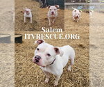 Small #21 American Pit Bull Terrier Mix