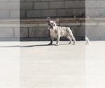 Small #5 French Bulldog