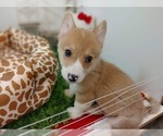 Small Photo #7 Pembroke Welsh Corgi Puppy For Sale in LOS ANGELES, CA, USA