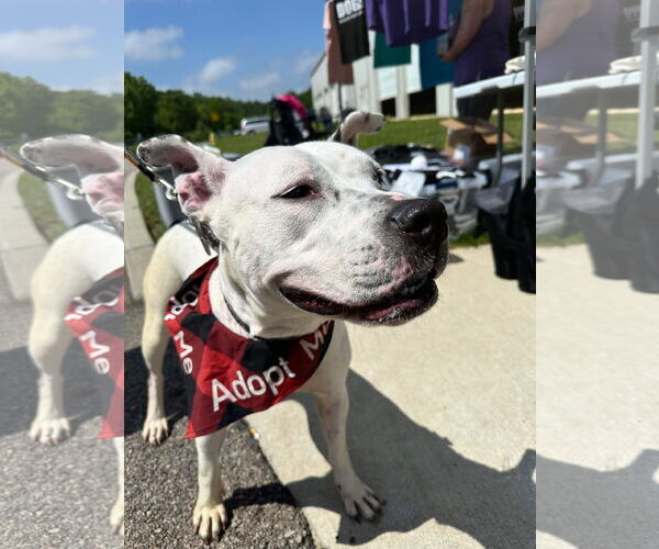 Medium Photo #15 American Pit Bull Terrier-Unknown Mix Puppy For Sale in Germantown, OH, USA