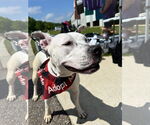 Small #14 American Pit Bull Terrier Mix