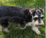 Small Photo #1 Schnauzer (Miniature) Puppy For Sale in GOSHEN, IN, USA