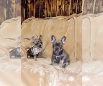 Small Photo #4 French Bulldog Puppy For Sale in BELLVIEW, TX, USA